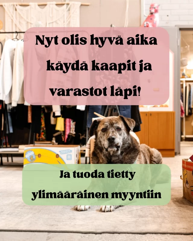 Nyt olis hyvä aina käydä kaappeja läpi ja tienata tavaroilla 😎🌸. Kaupaksi alkaa käymään keväiset takit, kuten farkku- ja nahkatakit, tennarit ja kevääseen sopivat mekotkin. Lisäksi palapelit ja erilaiset pihapelit  löytävät nopeasti uuden omistajan. Aikainen kevät on saanut monet laittamaan myös pihaa ja terassia, joten esimerkiksi ruukkuja etsitään lähes päivittäin. 

Meillä on helppoa ja vaivatonta myydä. Hinnoittelun voi hoitaa kotona ja me tulostamme valmiit hintalaput. Me pidämme paikan siistinä. Myyntiä voi seurata kotona. Myyntipaikan varaaminen onnistuu Kirppari-Kallesta. Ohjeet ja linkki nettisivuilla www.sistashop.fi

Tervetuloa myyjäksi meille 🌼🌞

Valokuviin on päässyt tällä kertaa Tuure. Tuure vilahtaa välillä kirppiksellä, mutta hän ei luota tuntemattomiin, joten häntä ei voi rapsutella. @lisan_matkassa ottaa edelleen rapsutuksia vastaan Tuurenkin edestä 🐶

📸 kiitos jälleen @valokuvaussusanna kuvista 🫶🏻