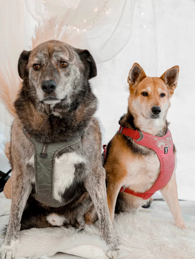 Hyvää koiranpäivää myös kirppiksen karvakuonoilta 🐶🥰. 
 
📸 kiitos @valokuvaussusanna